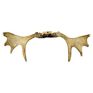 Naturally‎ Shed Wild Moose Antler (Horn, Knife, Carving, Chew, Taxidermy) Full